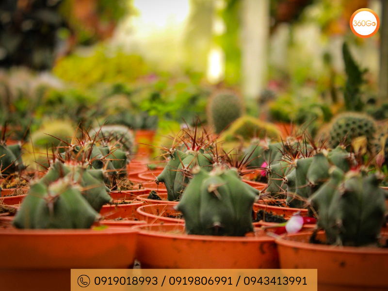 Cactus Valley là một khu vườn độc đáo tại Cameron Highland - Du lịch 360Go 